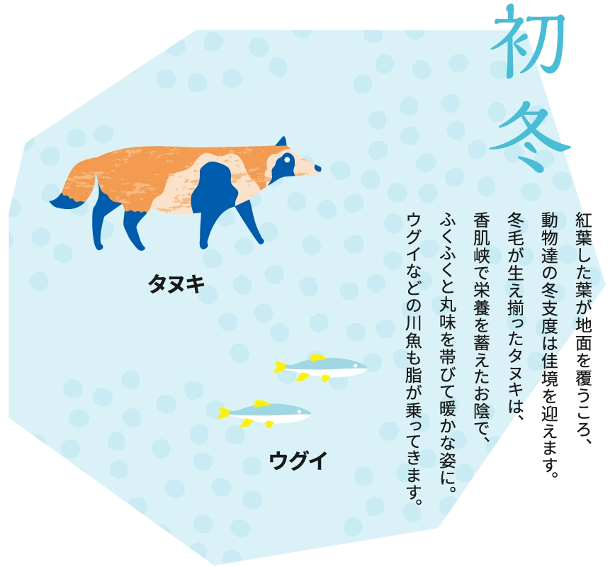 初冬 紅葉した葉が地面を覆うころ、動物達の冬支度は佳境を迎えます。冬毛が生え揃ったタヌキは、香肌峡で栄養を蓄えたお陰で、ふくふくと丸味を帯びて暖かな姿に。ウグイなどの川魚も脂が乗ってきます。